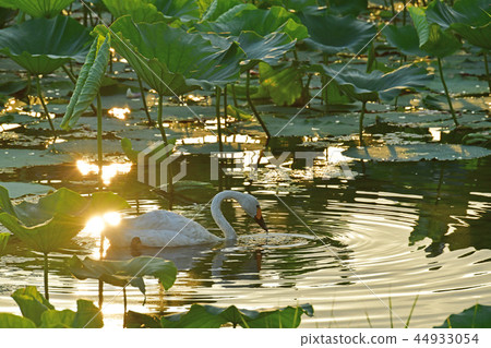 Summer of Luohu 44933054