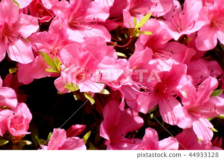 盛開在三鷹中原的平戶杜鵑花 44933128