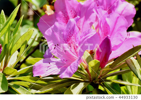 Hirado Azalea blooming in Mitaka Nakahara (Omurasaki Azalea) Hirado Azalea blooming in Mitaka Nakahara (Omurasaki Azalea) 44933130