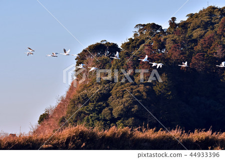 天鵝 天鵝 44933396