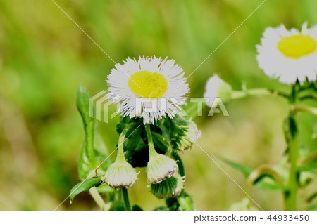 在三鷹中原開花的Harujion 44933450