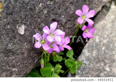 Murasaki Katabami Blooming in Nakahara, Mitaka City 44933451