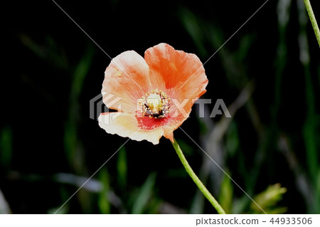 在三鷹中原開花的Hinagishi 44933506