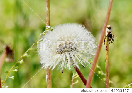 三鷹中原的蒲公英頭髮（絨毛） 44933507