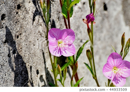 Yuge Shaw blooming in Mitaka Nakahara (Akabana Yuge Shaw) Yuge Shaw blooming in Mitaka Nakahara (Akabana Yuge Shaw) 44933509