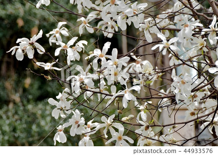 Kobushi flower blooming in Mitaka Nakahara Kobushi flower blooming in Mitaka Nakahara 44933576
