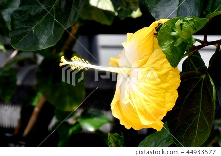 Yellow hibiscus blooming in Chofu botanical garden Yellow hibiscus blooming in Chofu botanical garden 44933577