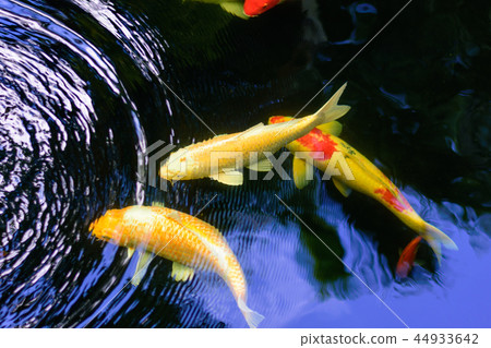 Colorful fancy carp fish or koi fish are swimming. 44933642