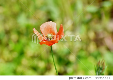 Hinagishi blooming in Mitaka Nakahara 44933645