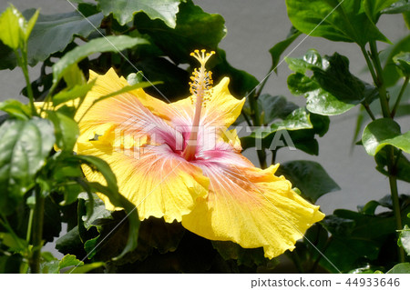 開花在調味料植物園裡的黃色木槿 44933646