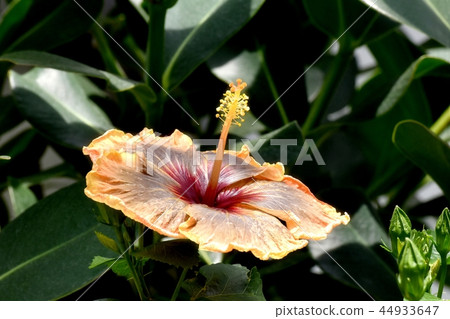 Orange and black bicolor hibiscus blooming in Chofu botanical garden Orange and black bicolor hibiscus blooming in Chofu botanical garden 44933647