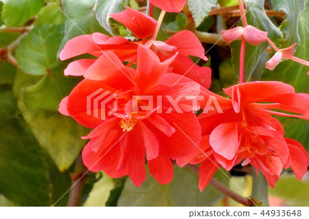 開花在調布植物園裡的紅色秋海棠 開花在調布植物園裡的紅色秋海棠 44933648