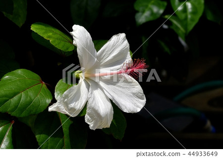 White hibiscus blooming in Chofu botanical garden 44933649