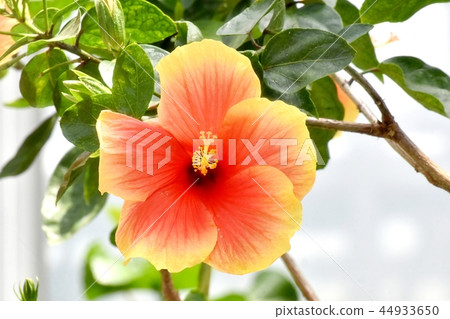 Orange hibiscus blooming in Chofu botanical garden Orange hibiscus blooming in Chofu botanical garden 44933650