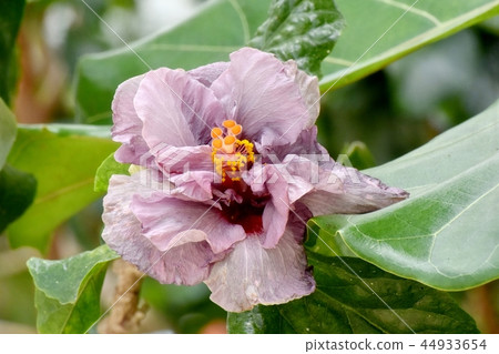 Purple double flower hibiscus blooming in Chofu botanical garden 44933654