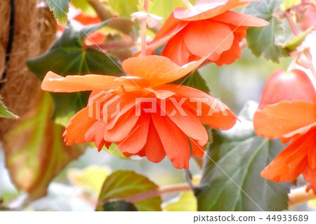 開花在調布植物園裡的橙色秋海棠 開花在調布植物園裡的橙色秋海棠 44933689