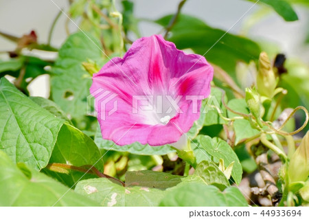 在三鷹中原綻放的牽牛花 44933694