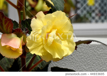 開花在調布植物園裡的黃色秋海棠 開花在調布植物園裡的黃色秋海棠 44933695