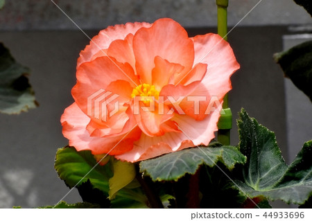 開花在調布植物園裡的橙色秋海棠 開花在調布植物園裡的橙色秋海棠 44933696
