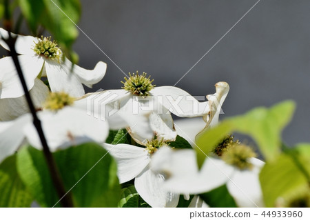White dogwood blooming in Mitaka Nakahara White dogwood blooming in Mitaka Nakahara 44933960