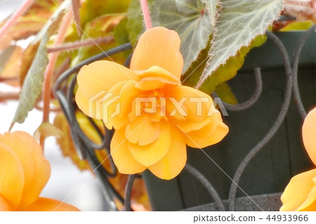 開花在調布植物園裡的橙色秋海棠 開花在調布植物園裡的橙色秋海棠 44933966