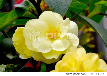 Yellow Begonia Blooming in Chofu Botanical Garden 44934114