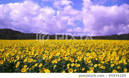 向日葵田 44934189