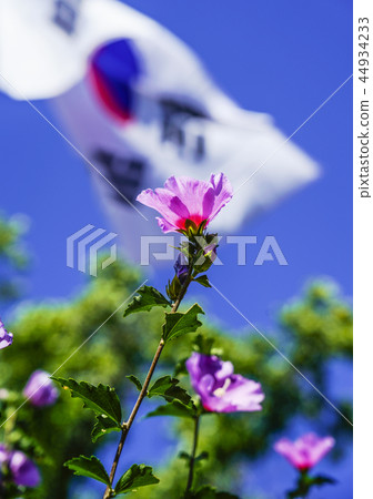 Mugunghwa flower 44934233