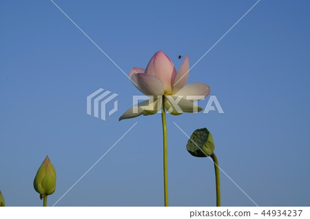 蓮花世家 44934237