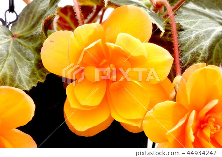 Orange Begonia Blooming in Chofu Botanical Garden 44934242