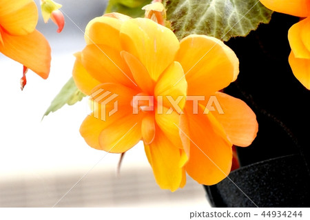 開花在調布植物園裡的橙色秋海棠 44934244