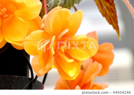 Orange Begonia Blooming in Chofu Botanical Garden 44934246