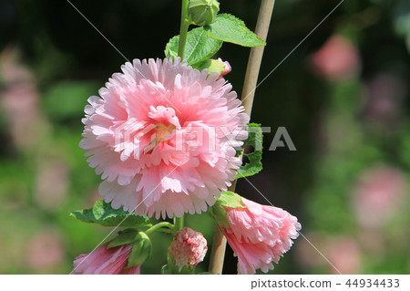 flower of Hibiscus mutabilis at the park day time flower of Hibiscus mutabilis at the park day time 44934433
