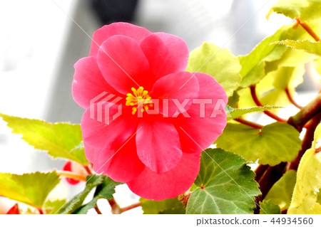 開花在調布植物園裡的桃紅色秋海棠 44934560
