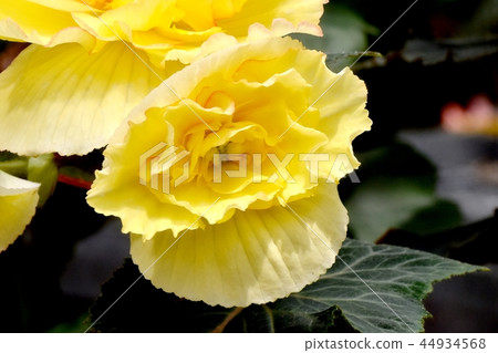 開花在調布植物園裡的黃色秋海棠 開花在調布植物園裡的黃色秋海棠 44934568