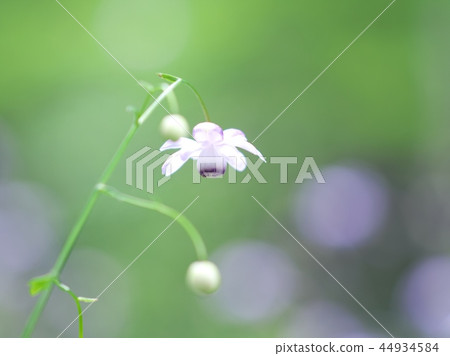 Forest fairy shrimp Forest fairy shrimp 44934584