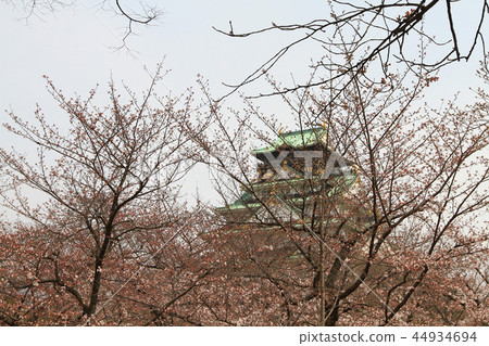 an Osaka castle of cherry blossom season an Osaka castle of cherry blossom season 44934694