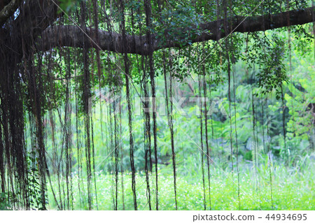 Beautiful banyan tree inhong kong Beautiful banyan tree inhong kong 44934695