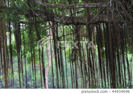 Beautiful banyan tree inhong kong Beautiful banyan tree inhong kong 44934696