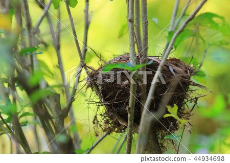 shot of an empty bird nest at outdoor shot of an empty bird nest at outdoor 44934698