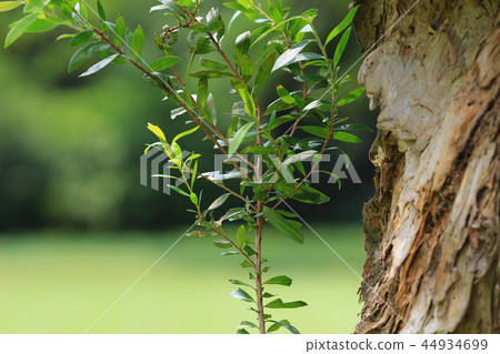 the nature of background at outdoor the nature of background at outdoor 44934699
