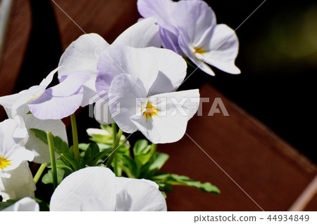 開花在三鷹中原的白色中提琴 開花在三鷹中原的白色中提琴 44934849