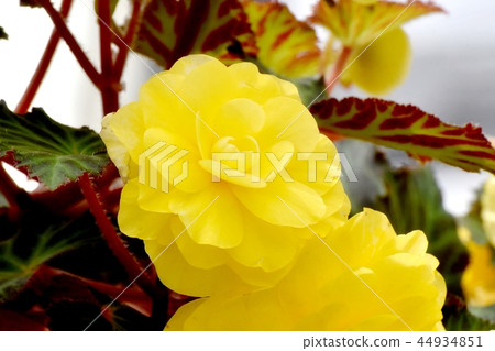 開花在調布植物園裡的黃色秋海棠 開花在調布植物園裡的黃色秋海棠 44934851