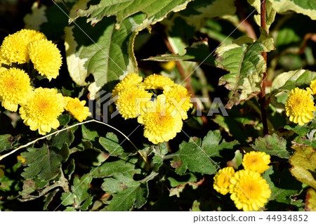 Spray gear blooming in Mitaka Nakahara 44934852