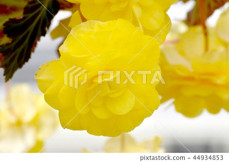 Yellow Begonia Blooming in Chofu Botanical Garden 44934853