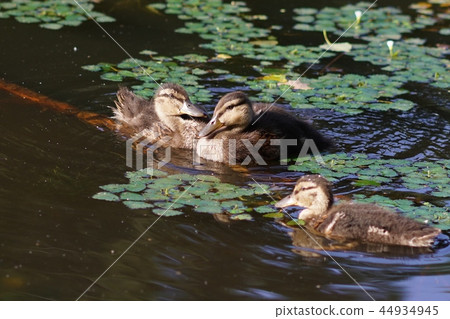 Cute little bird Cute little bird 44934945