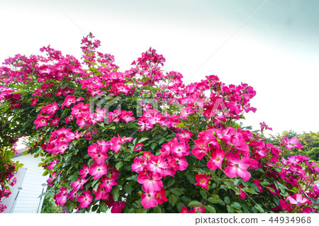A garden full of briar 44934968
