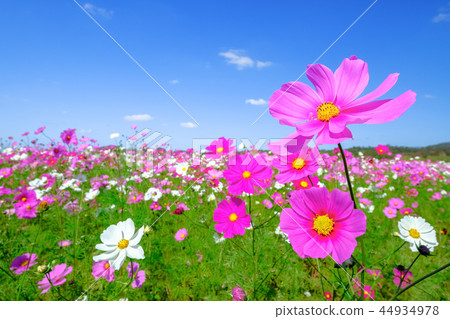Cosmos flower field 44934978