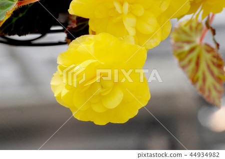 Yellow Begonia Blooming in Chofu Botanical Garden 44934982