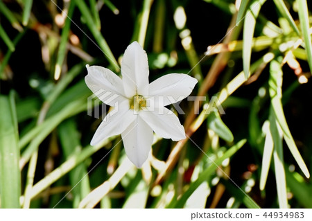 White Hanilla blooming in Mitaka Nakahara 44934983